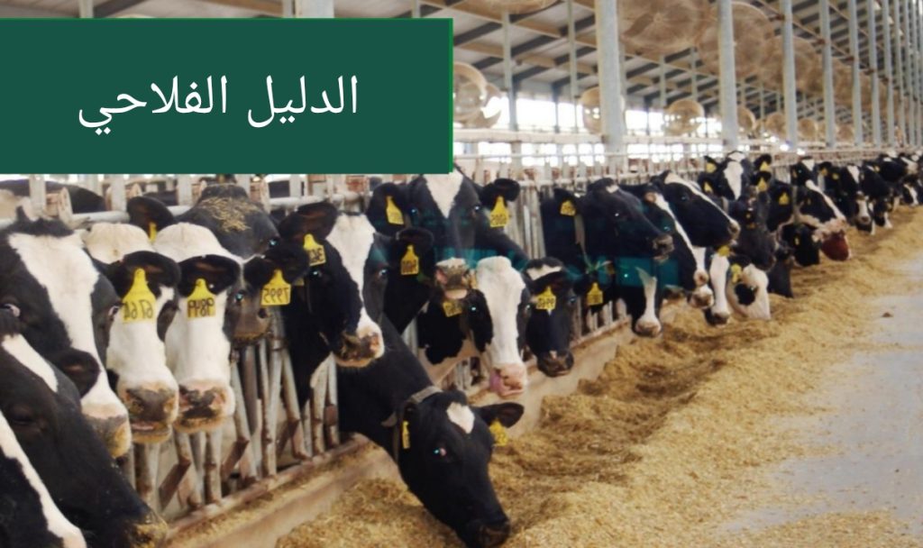 دراسة جدوى:مشروع تربية الابقار و انتاج الحليب