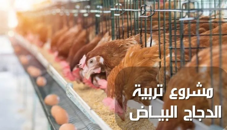 دراسة جدوى:مشروع تربية وتسويق الدجاج والبيض دراسة جدوى:مشروع تربية وتسويق الدجاج والبيض